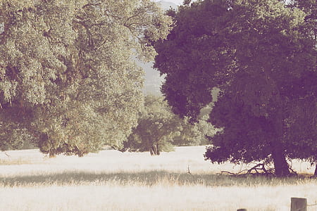 green leafed trees during daytime thumbnail