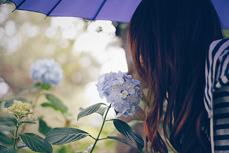 woman near blue Hydrangeas flowers during daytime thumbnail