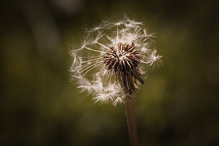 close-up photo of white dandelion thumbnail