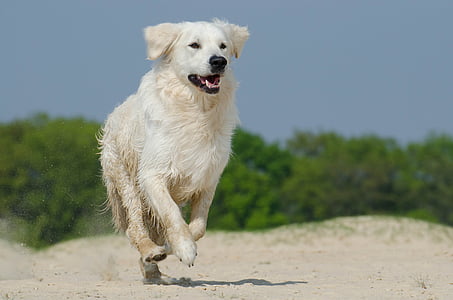 light golden retriever running on gray sand field during daytime thumbnail