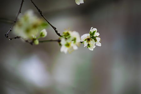 close-up photo of white flowers thumbnail