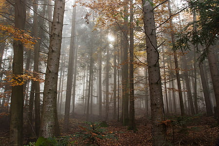 fog covered forest thumbnail