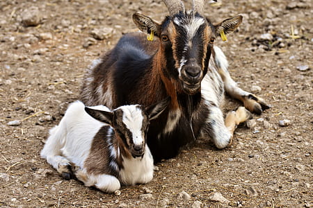 two goats lying on the ground thumbnail