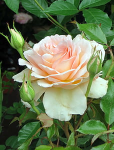 white and pink petaled flower thumbnail