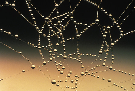 cobweb with dew thumbnail