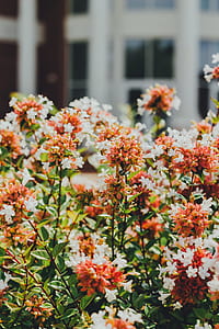 closeup photo of white and brown petaled flowers in bloom thumbnail