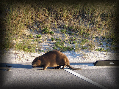brown beaver on road thumbnail