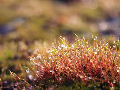 macro photography of red grass thumbnail