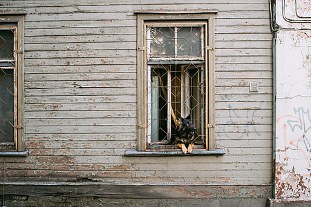 Dog in the window thumbnail