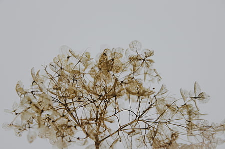 gold flower thumbnail