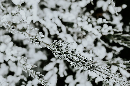 Close-ups of snowy trees thumbnail