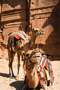 brown and gray camels beside brown concrete structure thumbnail