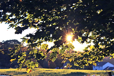 leafed tree under white sky thumbnail