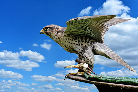 brown and white hawk on platform edge thumbnail
