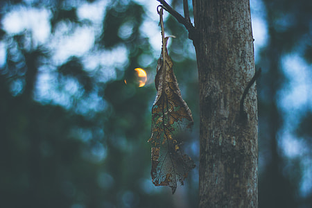 shallow focus photography of brown dried leaf hanged on tree during daytime thumbnail