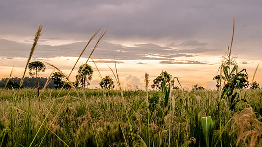 Wheat Fields during Golden Hour thumbnail