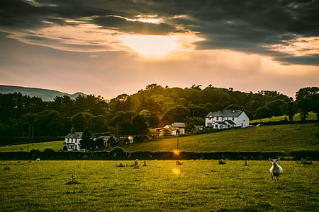 White Sheep on Field during Golden Hour Time thumbnail