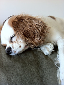 tan and white Cavalier King Charles Spaniel thumbnail