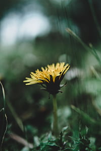 shallow focus photography of yellow flower thumbnail
