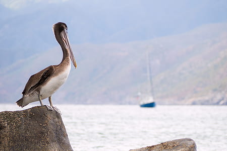brown pelican on rock thumbnail