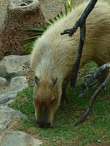 Capybara, Animal thumbnail