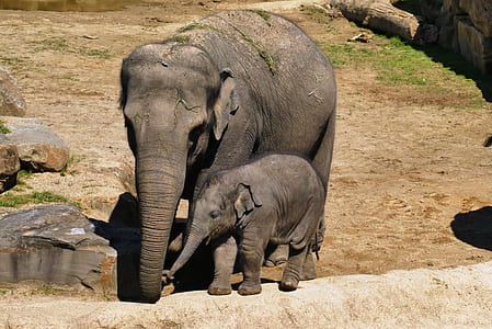 two black elephants on brown ground thumbnail