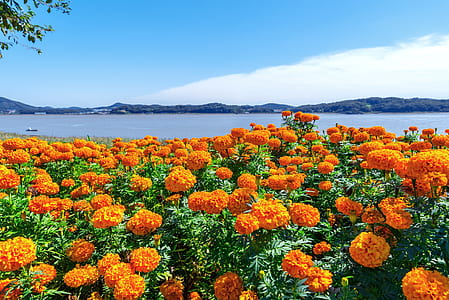 bed of orange petaled flowers thumbnail