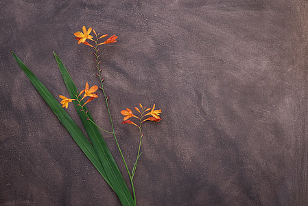 orange flower with green leaves on top of gray textile thumbnail