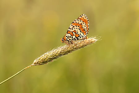 selective focus photography of orange and white butterfly perched on wheat thumbnail
