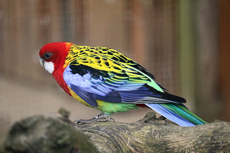 close-up photo of multicolored bird on tree thumbnail