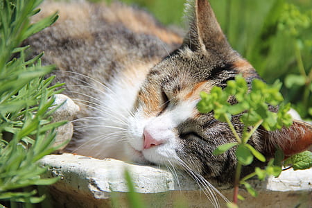 cat lying on grass thumbnail