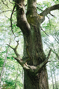 Old tree in forest thumbnail
