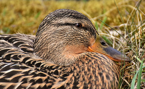 selective focus photography of brown and black duck thumbnail