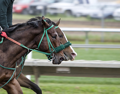 two brown horses thumbnail