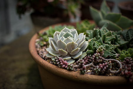 green succulent in macro shot photography thumbnail
