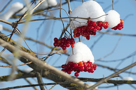 red cherries under snow thumbnail
