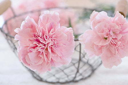 pink petaled flower thumbnail