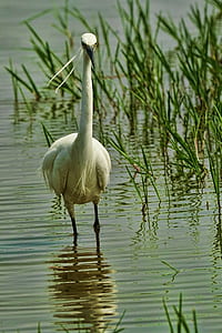white bird walking on body of water thumbnail