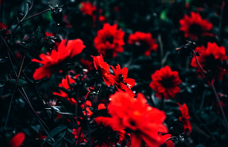Red Petal Flowers thumbnail