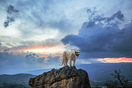 Tiger standing on top of brown rock under cloudy sky thumbnail
