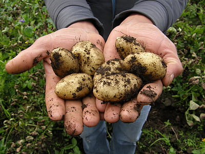 brown potatoes on hand thumbnail