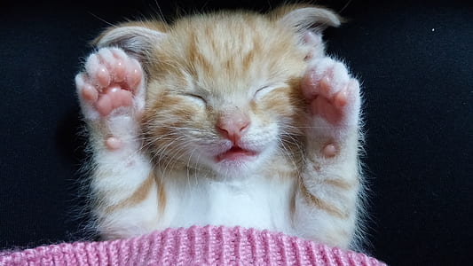 long-fur orange and white kitten thumbnail