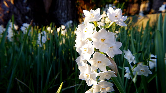 White Daffodil Flowers in Closeup Photography thumbnail
