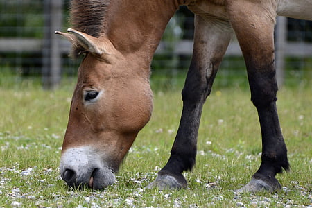 brown horse eating on green grass during daytime thumbnail