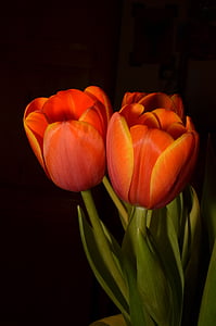 orange tulip flower thumbnail
