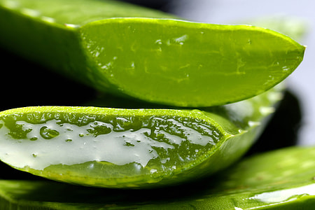 close up photo of Aloe Vera thumbnail