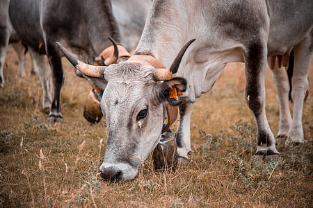 two gray cows eating grass thumbnail