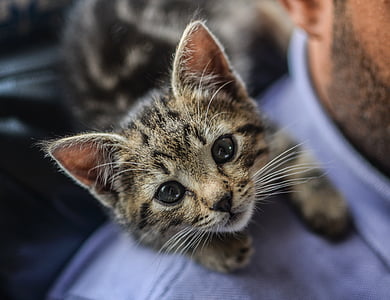 shallow focus photography of silver tabby kitten thumbnail