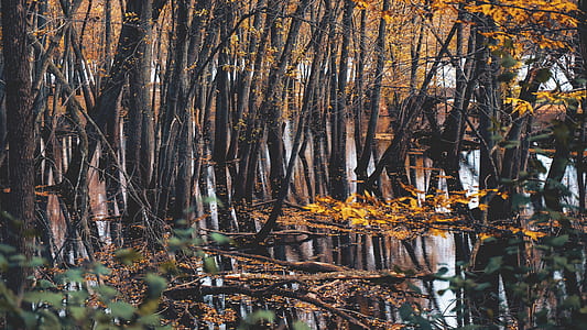 panoramic photo of trees and pond thumbnail