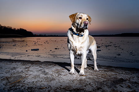 white and brown dog standing on beach thumbnail